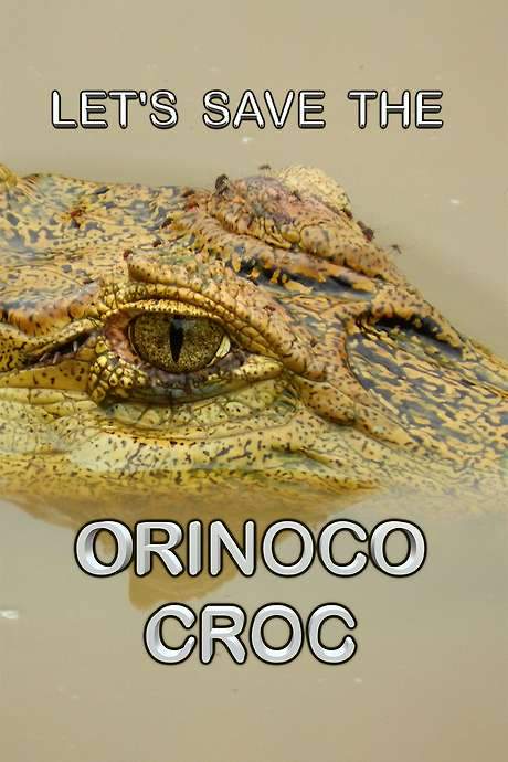 It follows the captive breeding program for the endangered Orinoco crocodile, documenting each stage from carefully removing eggs from the mother’s nest, incubating and hatching them, raising the juveniles, and ultimately releasing them back into the wild to rebuild the species. The film interweaves several related side stories.